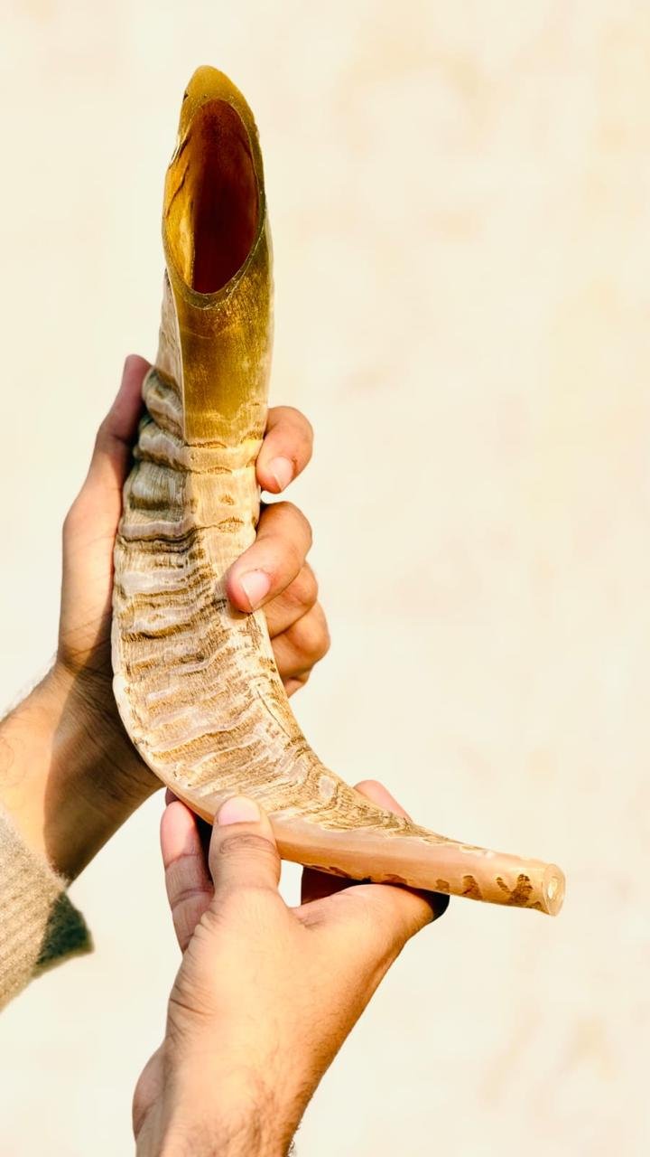 Bone Collection